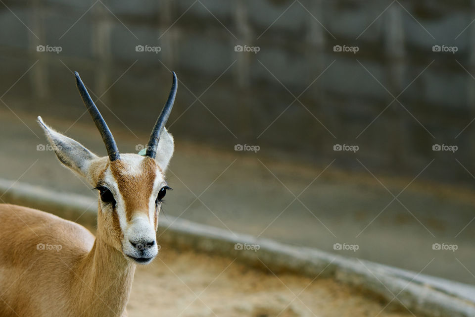 Deer in zoo