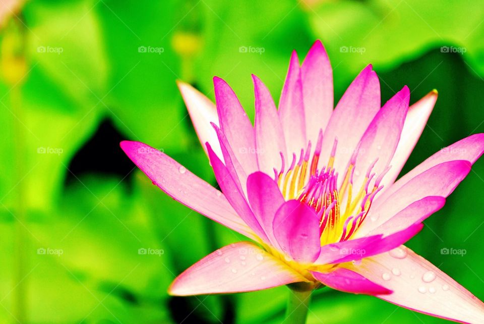 Beautiful pink lotus