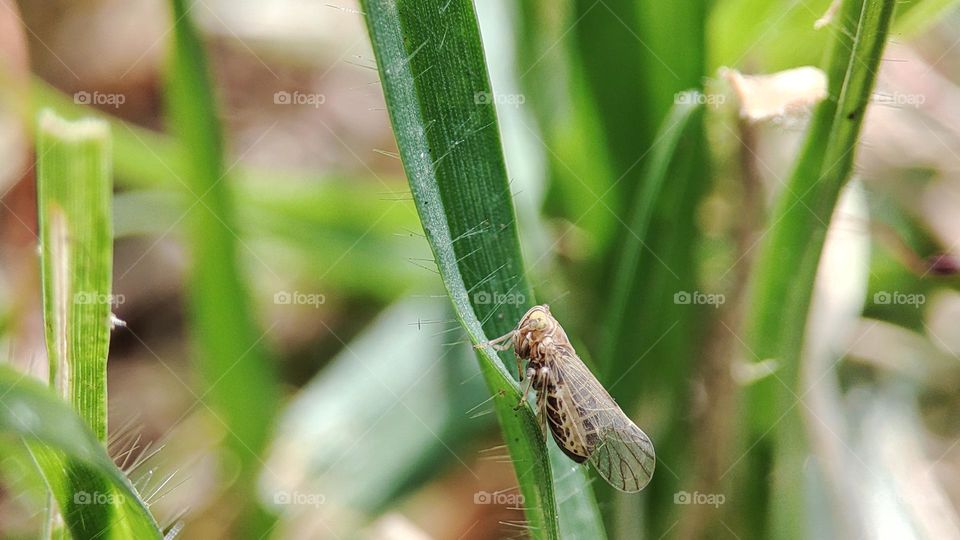 Whitebacked plant- hopper