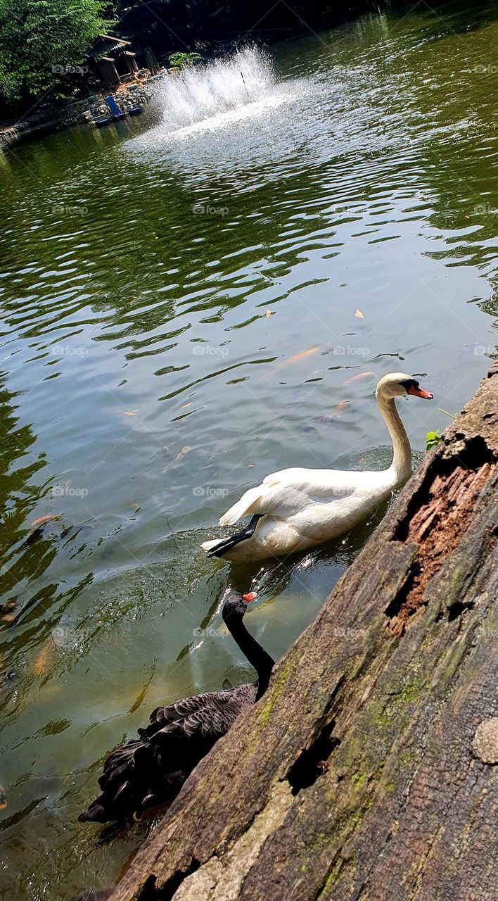 White and Black Swans