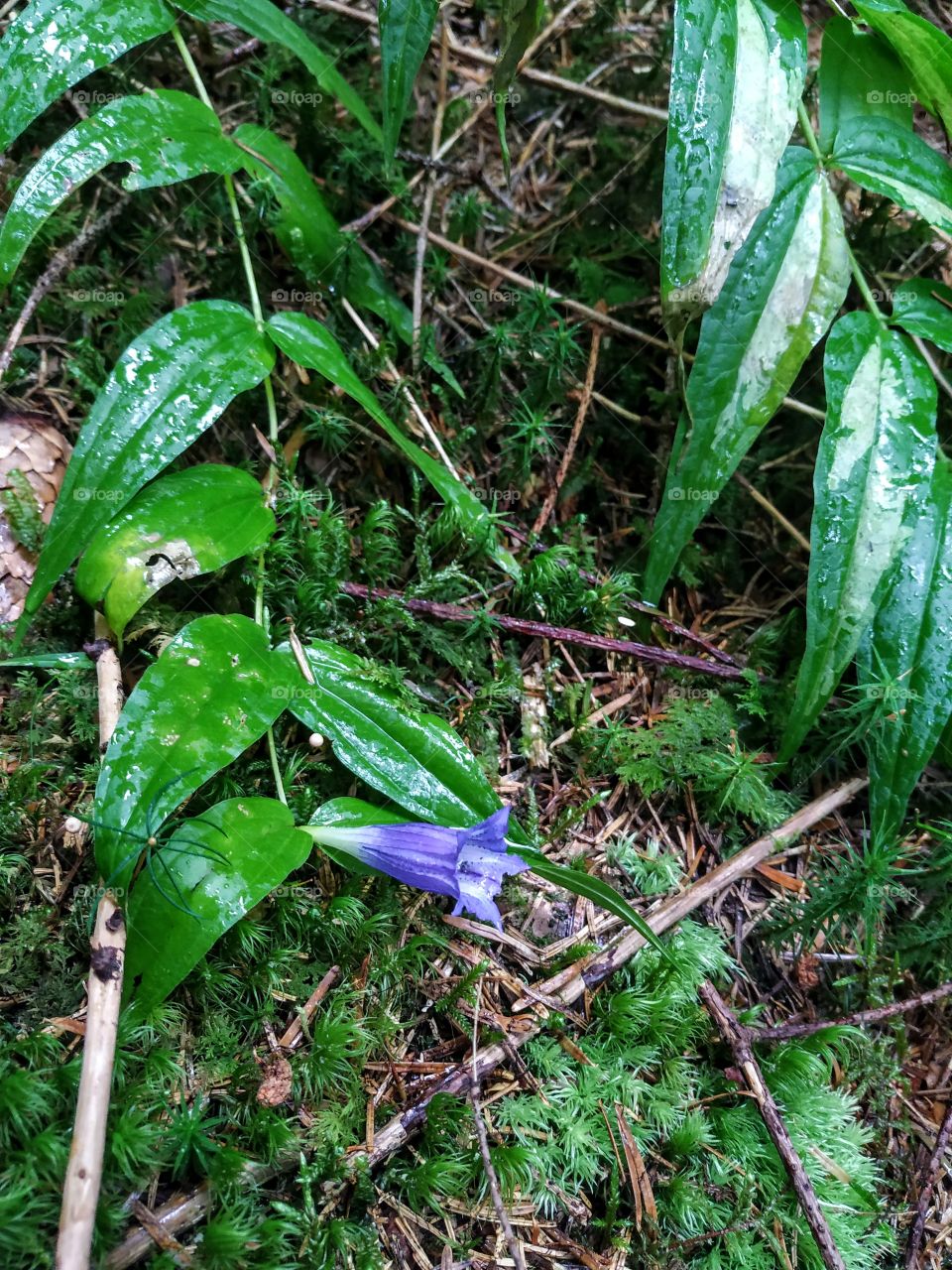 The flower bell after the rain