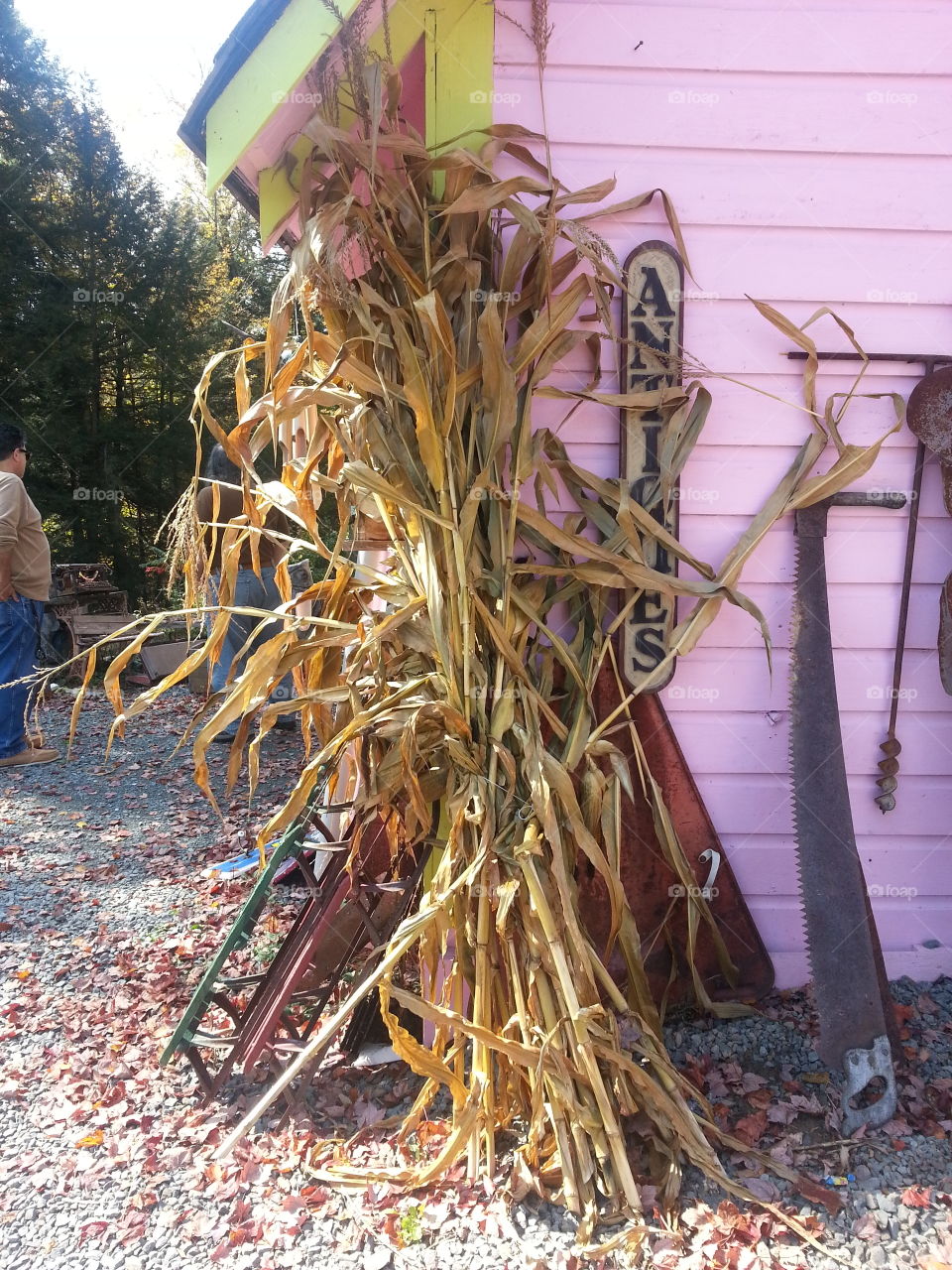country barn Autumn corn husks