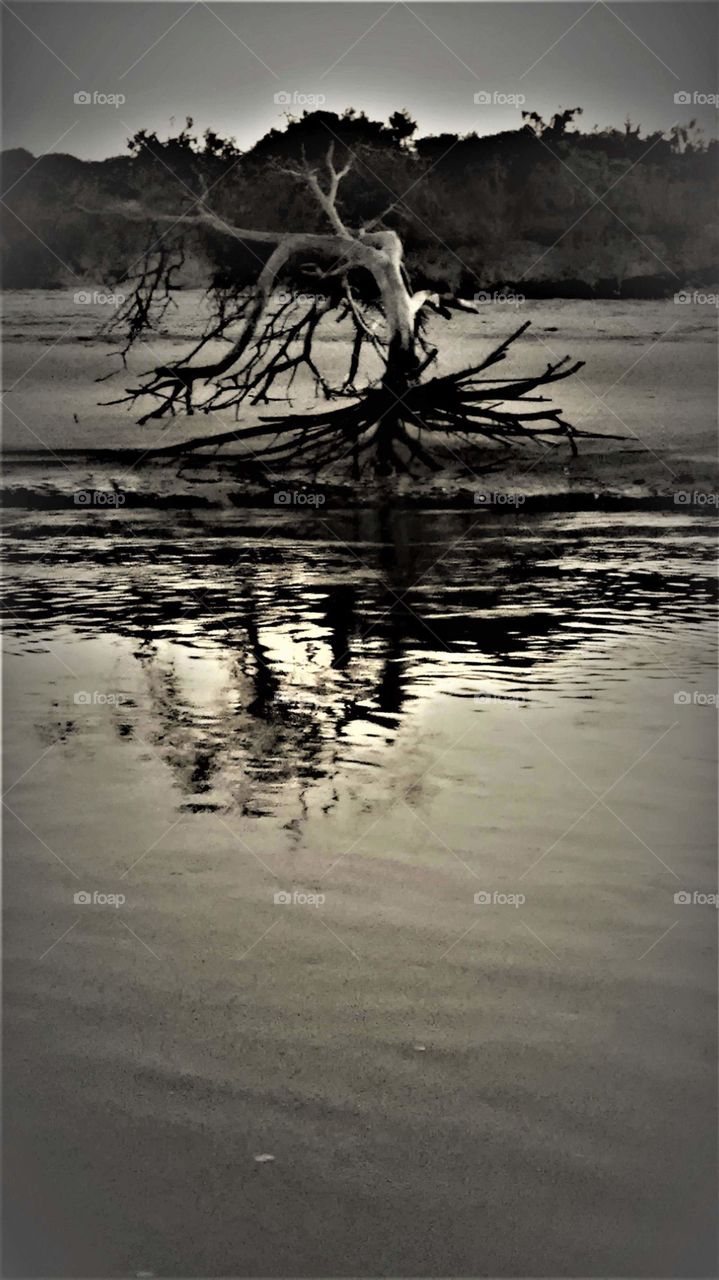 black and white dead tree in the salt marsh