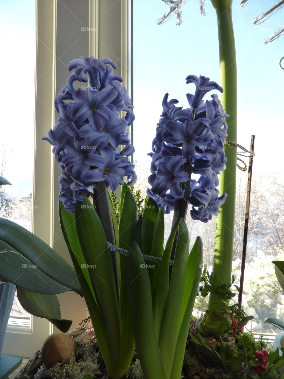 hyacinths