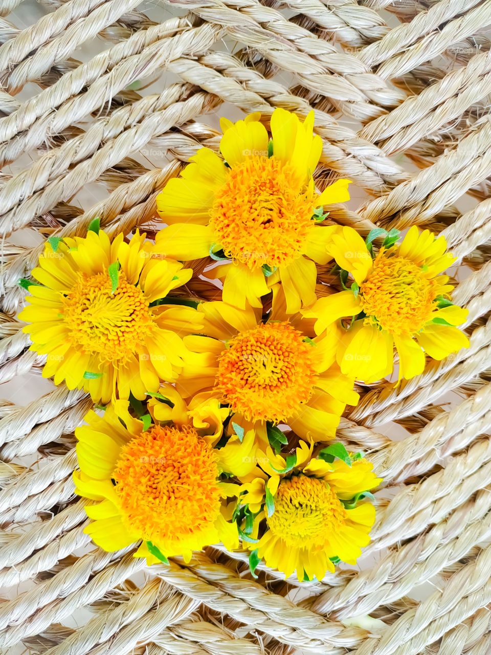 Beautiful Desert sunflower on white rope background