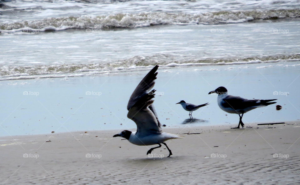 Seagull taking flight