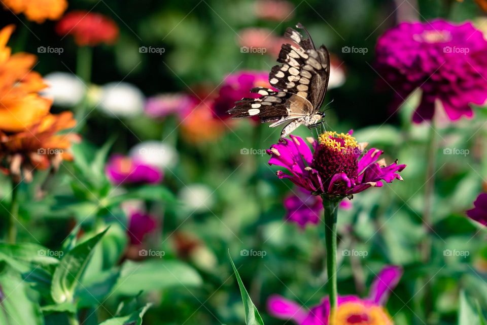 Beautiful and colourful butterfly