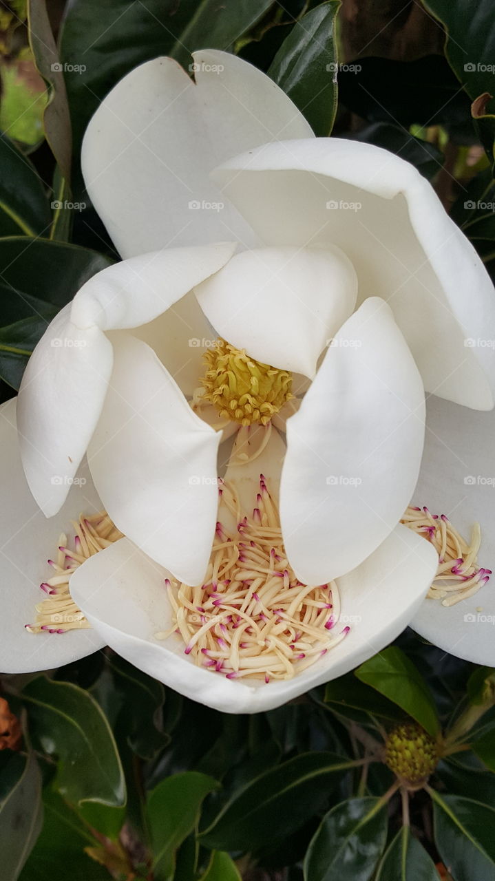 big white flower