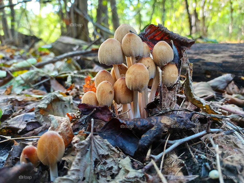 Mystical Mushrooms: A Fungi Adventure