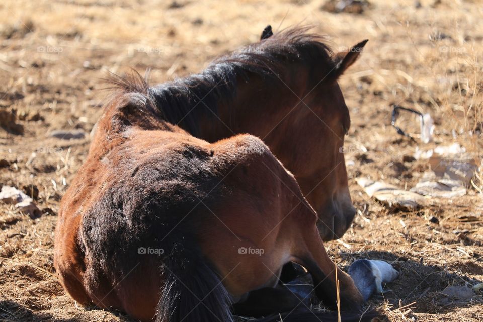 Sleeping and laying down wild American mustang foal colt 