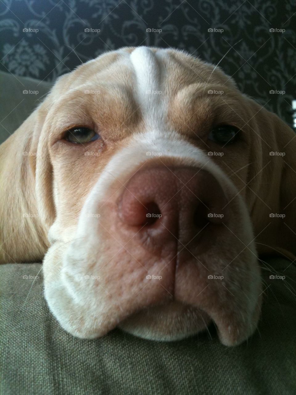 My boy the pointer Donald 😍