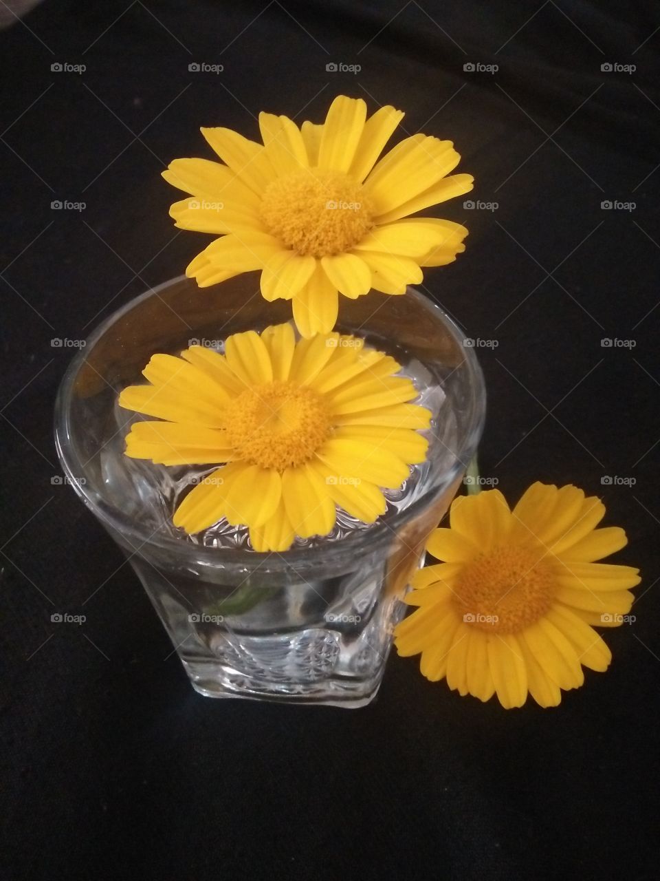 yellow beauty in flower 🌻🌻🌻🌻🌻🌻🌻🌻🌻🌻🌻🌻🌻🌻🌻🌻🌻🌻🌻🌻🌻🌻🌻🌻🌻🌻🌻🌻🌼🌼🌼🌼🌼🌼🌼🌼🌼🌼🌼