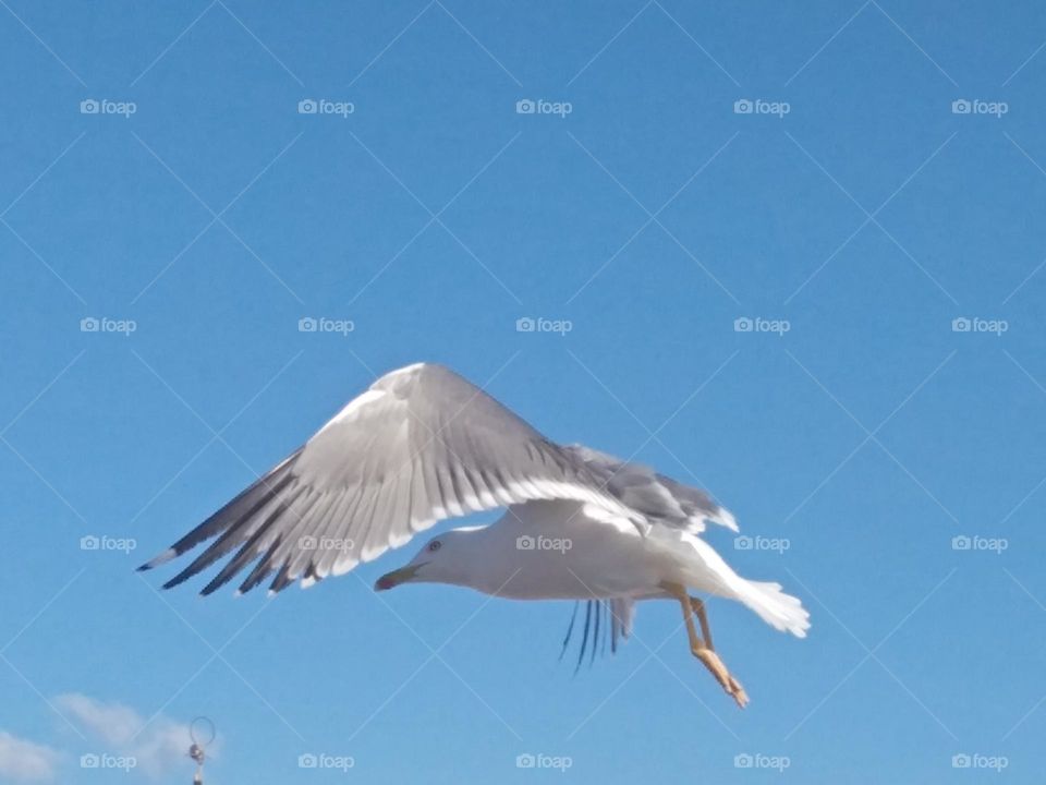 Beautiful seagull flying cross the sky at essaouira city in Morocco.