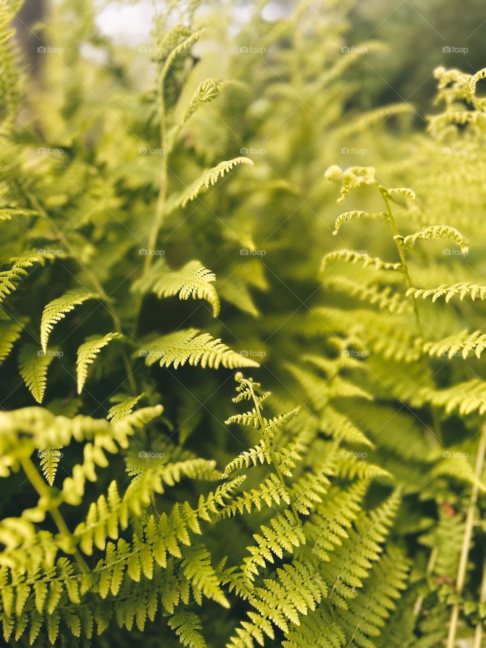 Ferns in the Summer