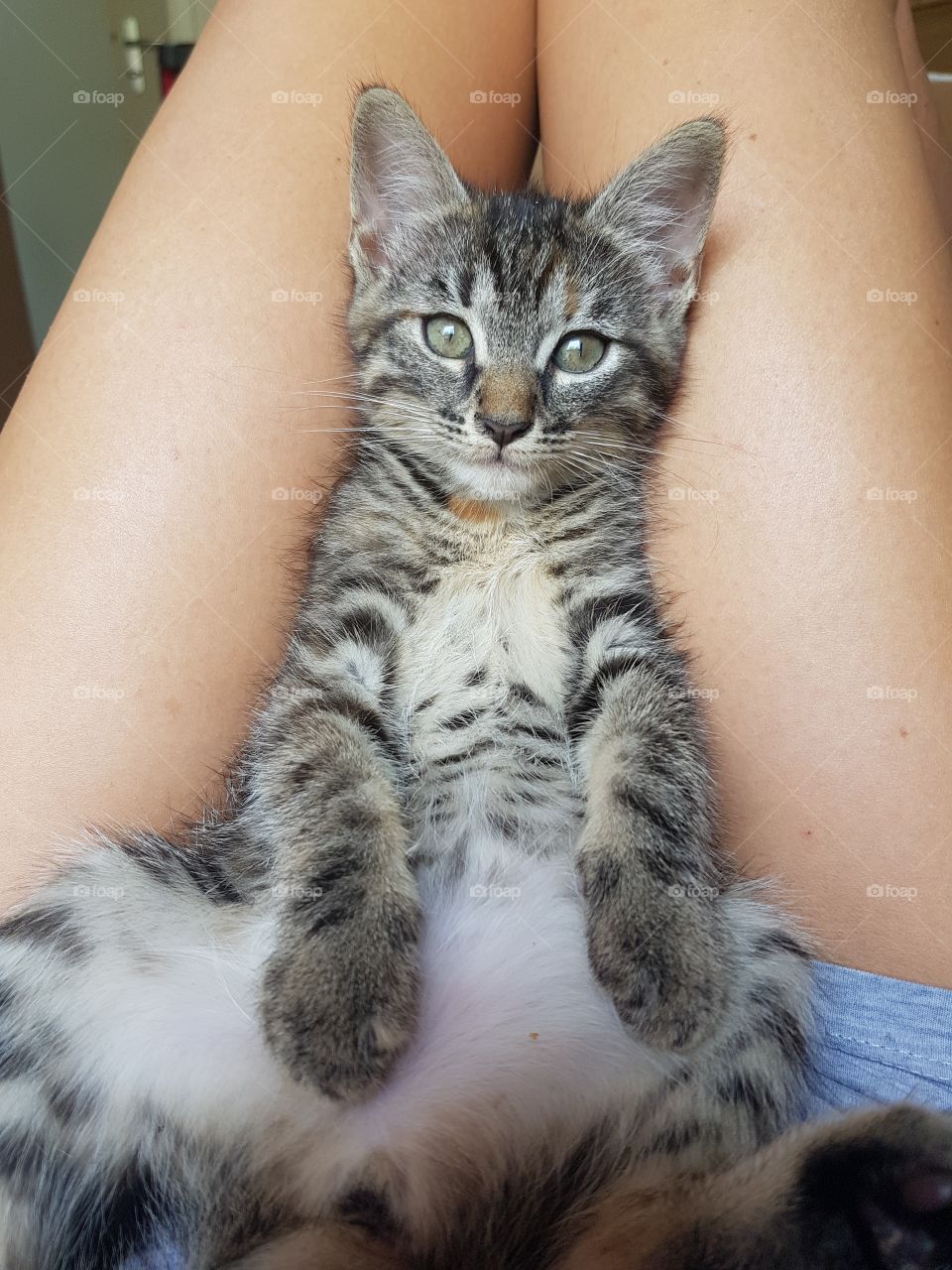 Cat.My best spoiled little boy.We are very lazy today😂😂😍😍😍❤❤❤❤.