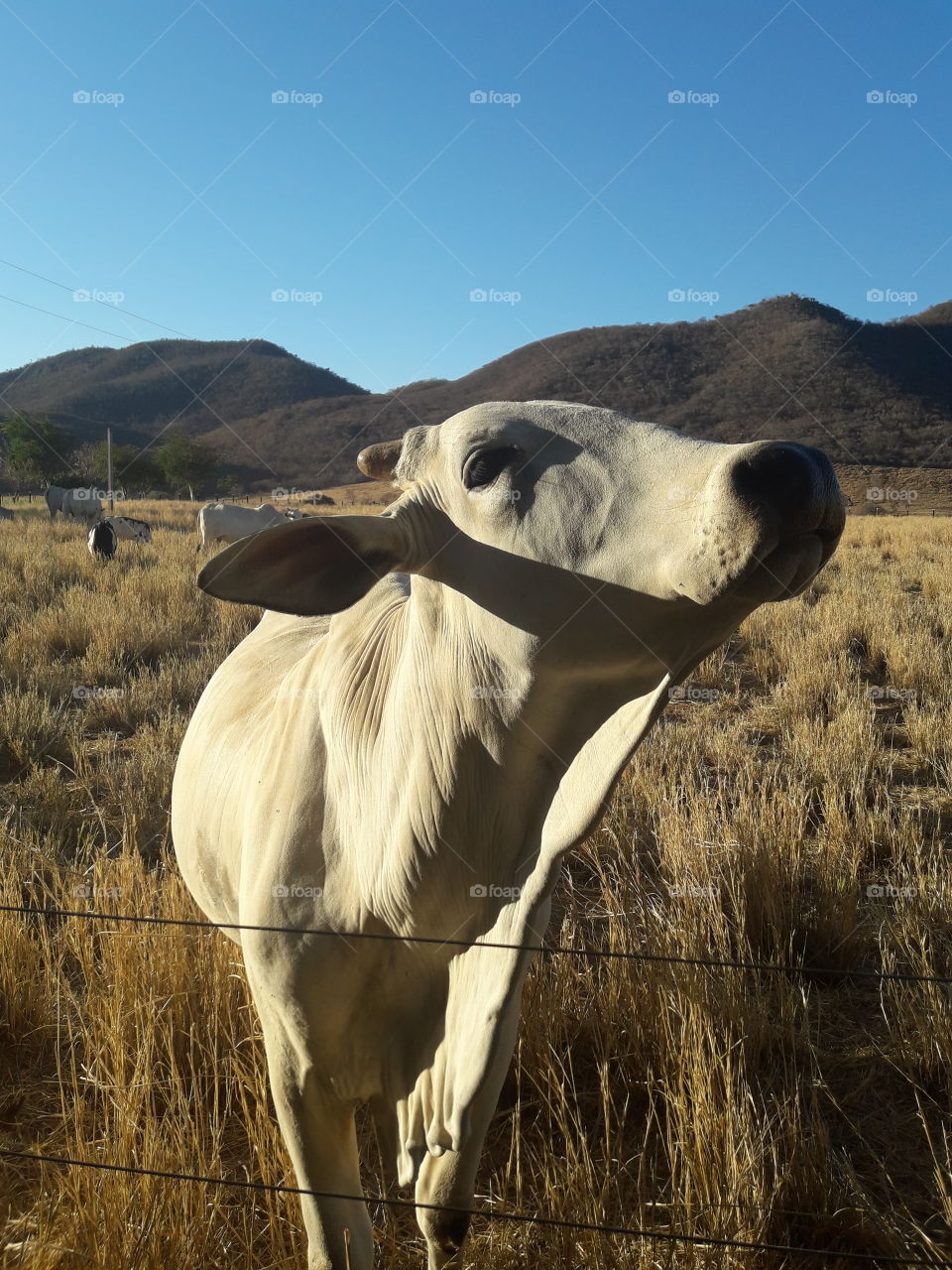 Fazenda Guanambi BA Brasil