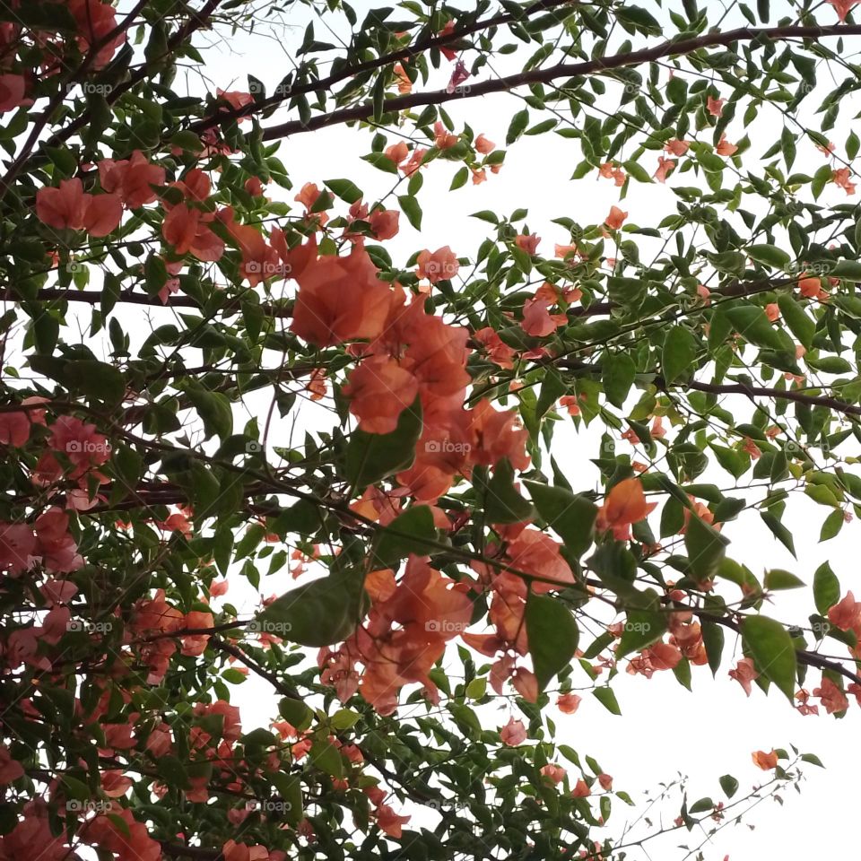 bougainvillea orange