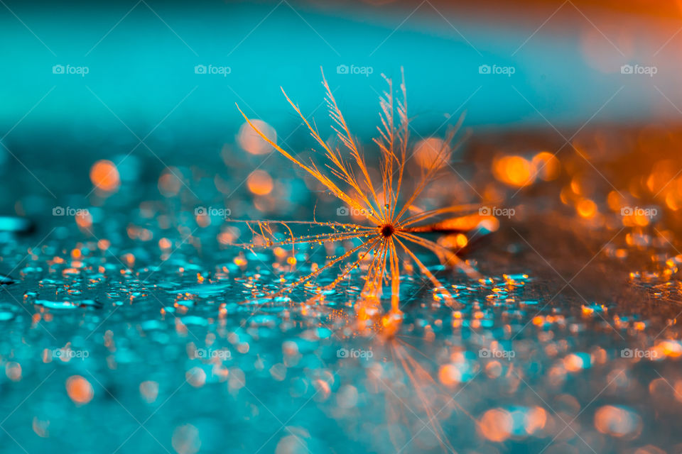 orange and blue - image of macro of dandelion seed with water drops with orange and blue lighting