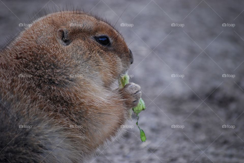 Marmot eating 