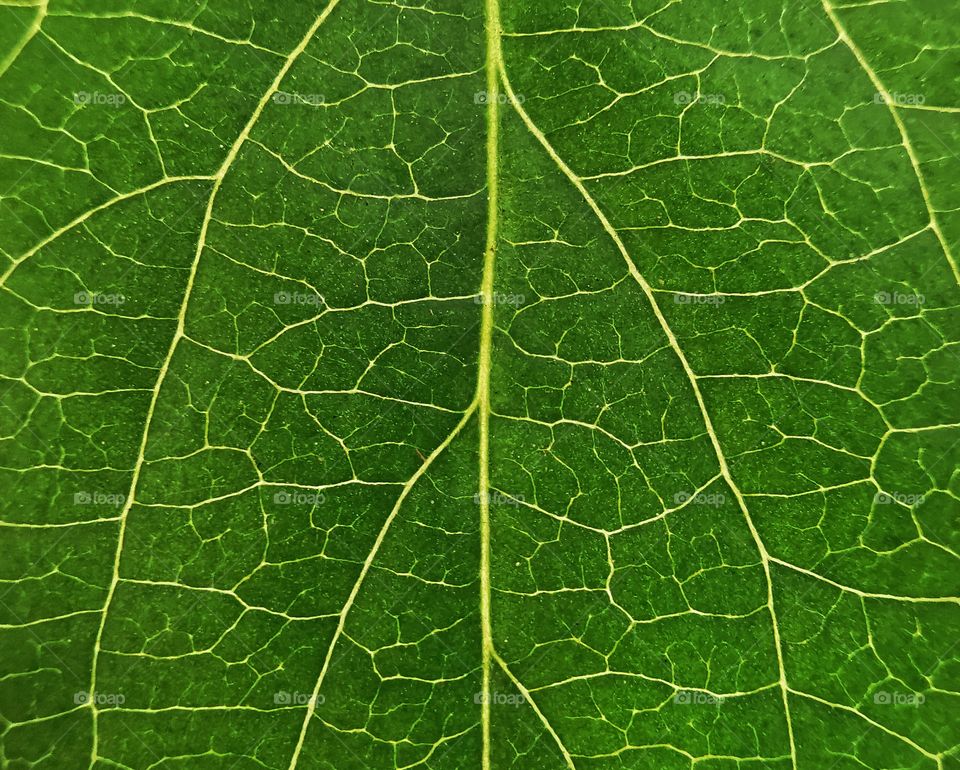 Close look at leafe. Perfect for backgrounds, calendars and many other creative ideas.