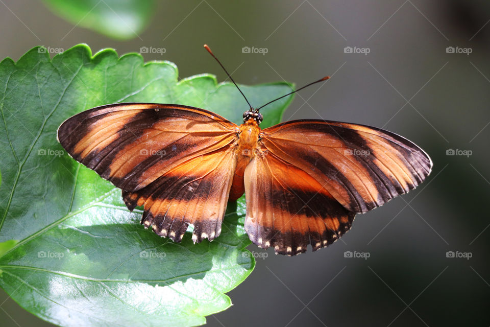 Butterfly resting on a leaf