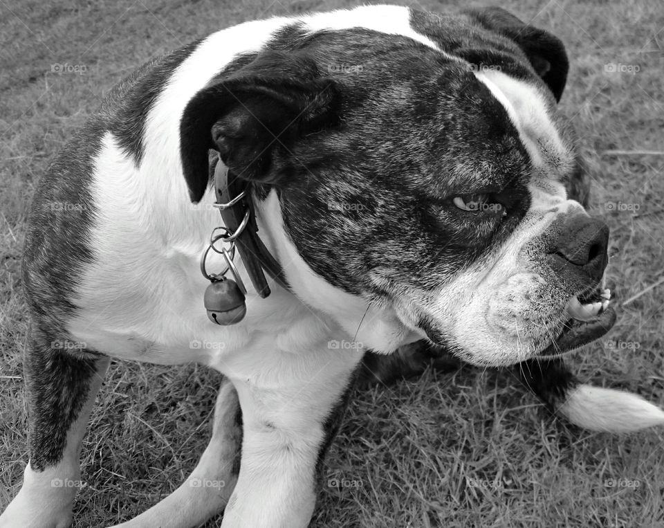 Bulldog in Black and White