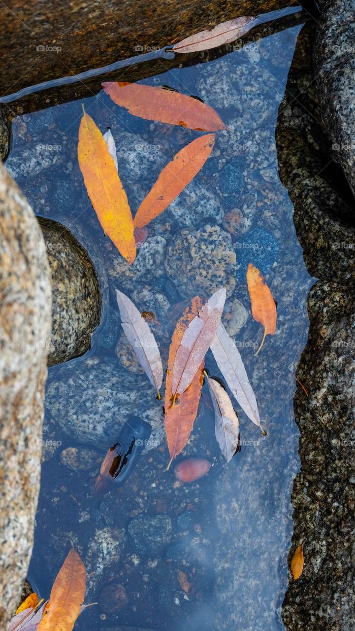 Fall leaves add color to water.