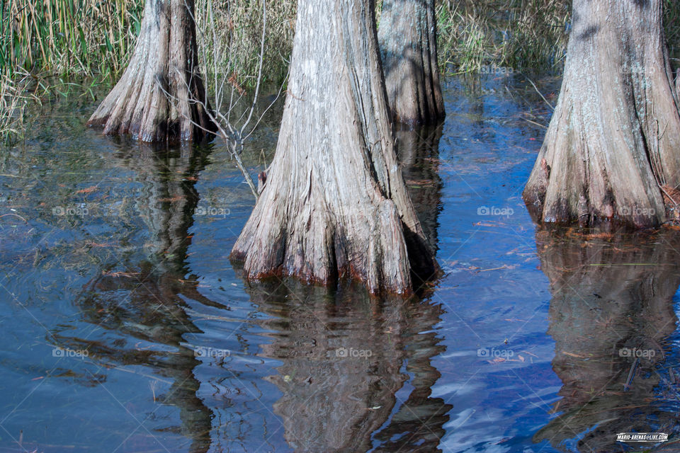 Water Trees. Florida Water Trees