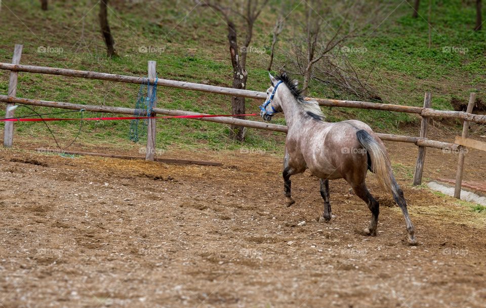 Majestic horse run