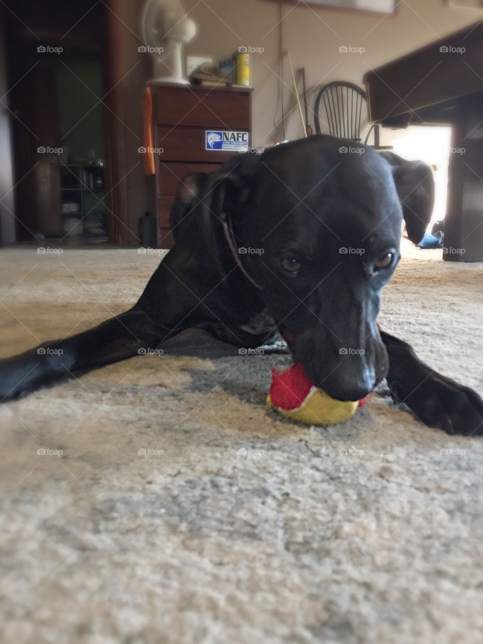 You can't have my ball.