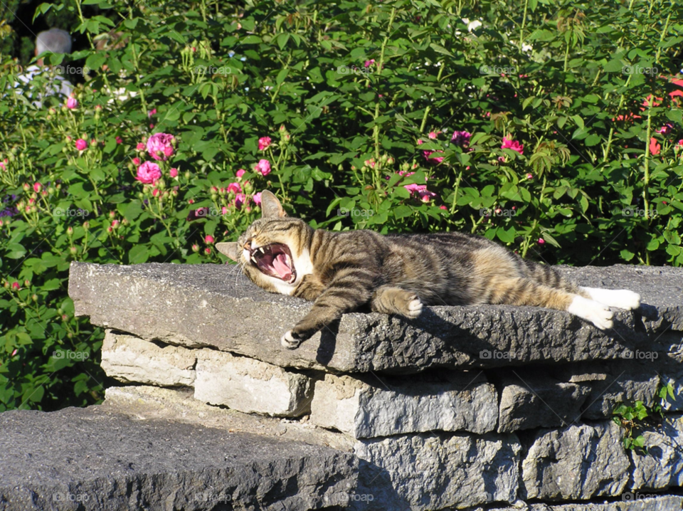 sun cat katt tired by MagnusPm