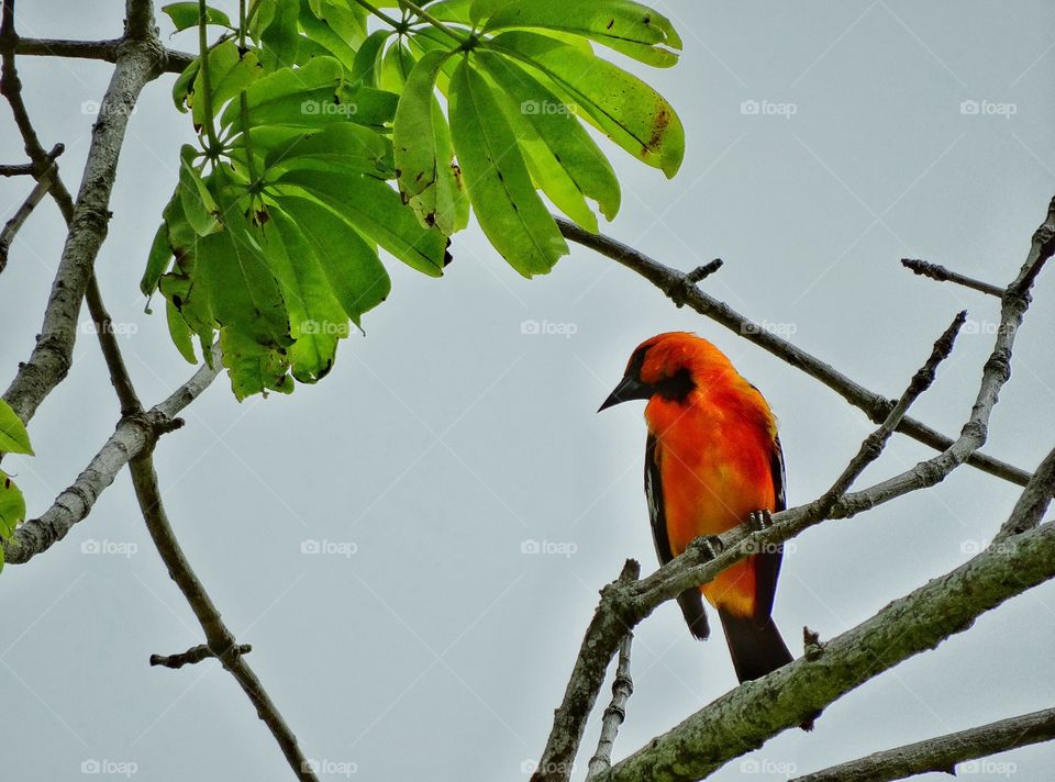 Colorful Tropical Oriole Bird. Hooded Oriole In The Jungle Of Yucatán, Mexico
