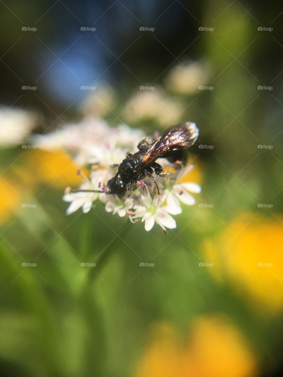 Insect on flower