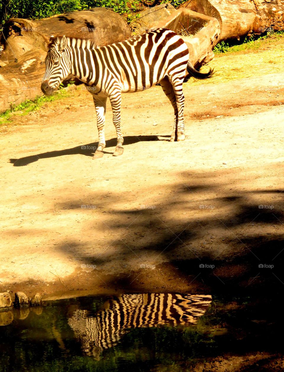 zebra crossing