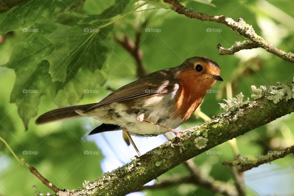 Robin