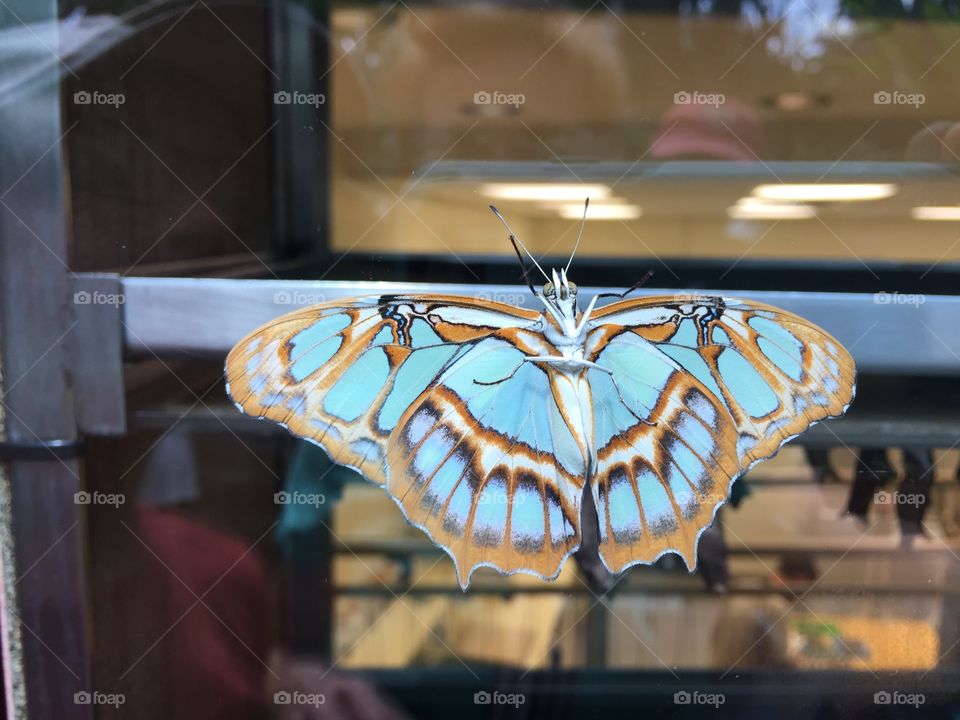 Minimalist images
Butterfly Garden Niagara Falls Canada 