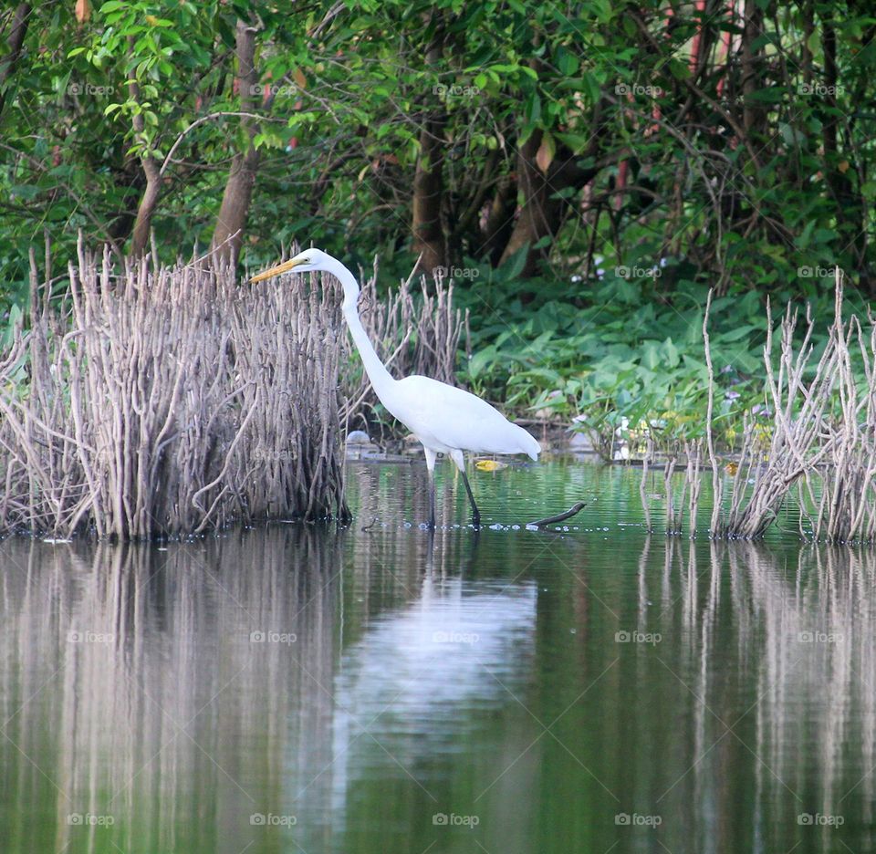 Heron by the swamp