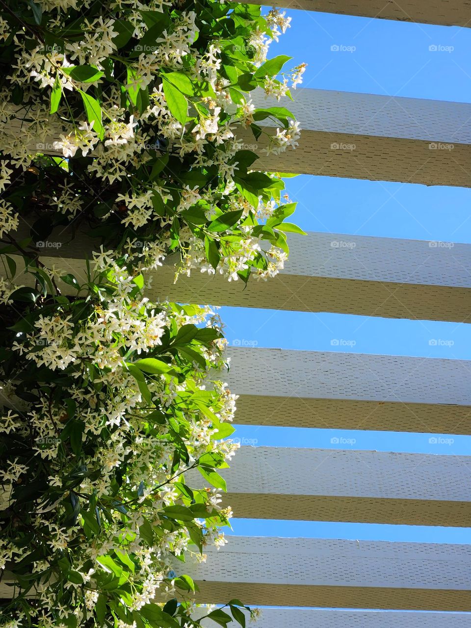 flowering white Jasmine plant growing around wooden trellis slats