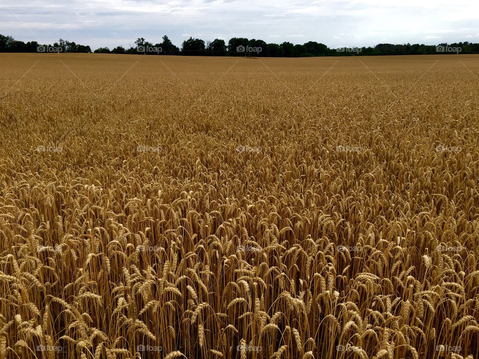 Wheat Field. Wheat Field in Stanton, MI