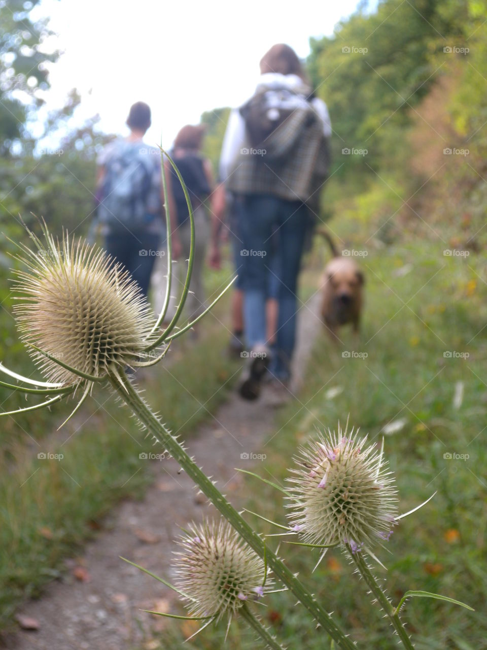 Spring walk with your dog