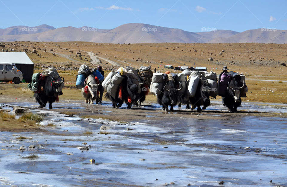 yaks carrying bags during kora around Kailash mountain in tibet