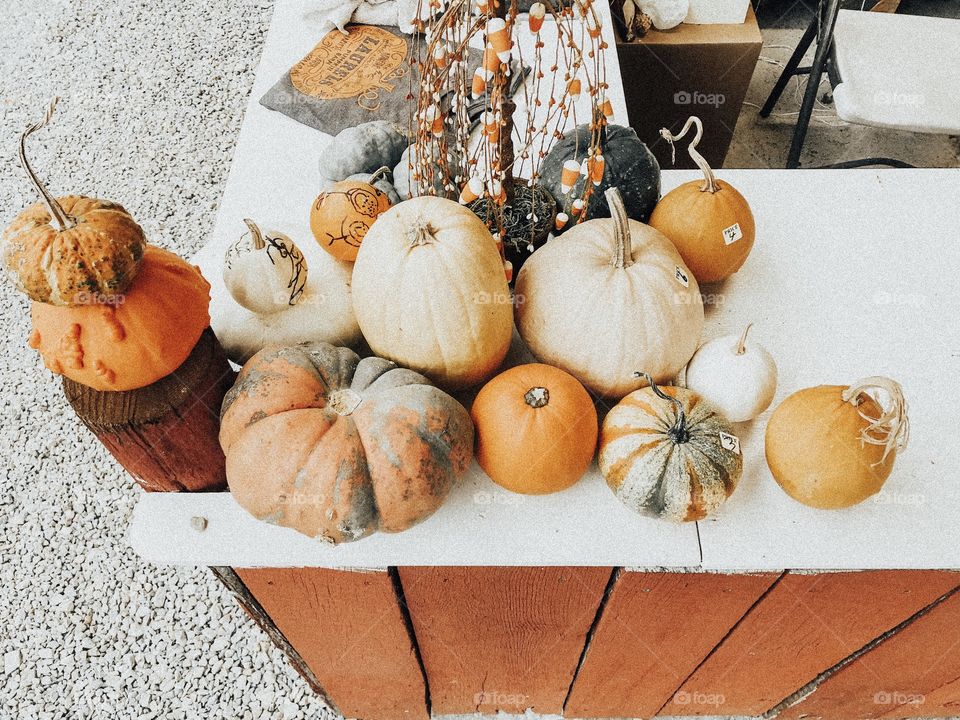 unique pumpkins at laurel’s pumpkin barn