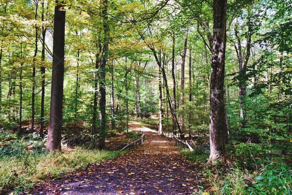 Path through the woods