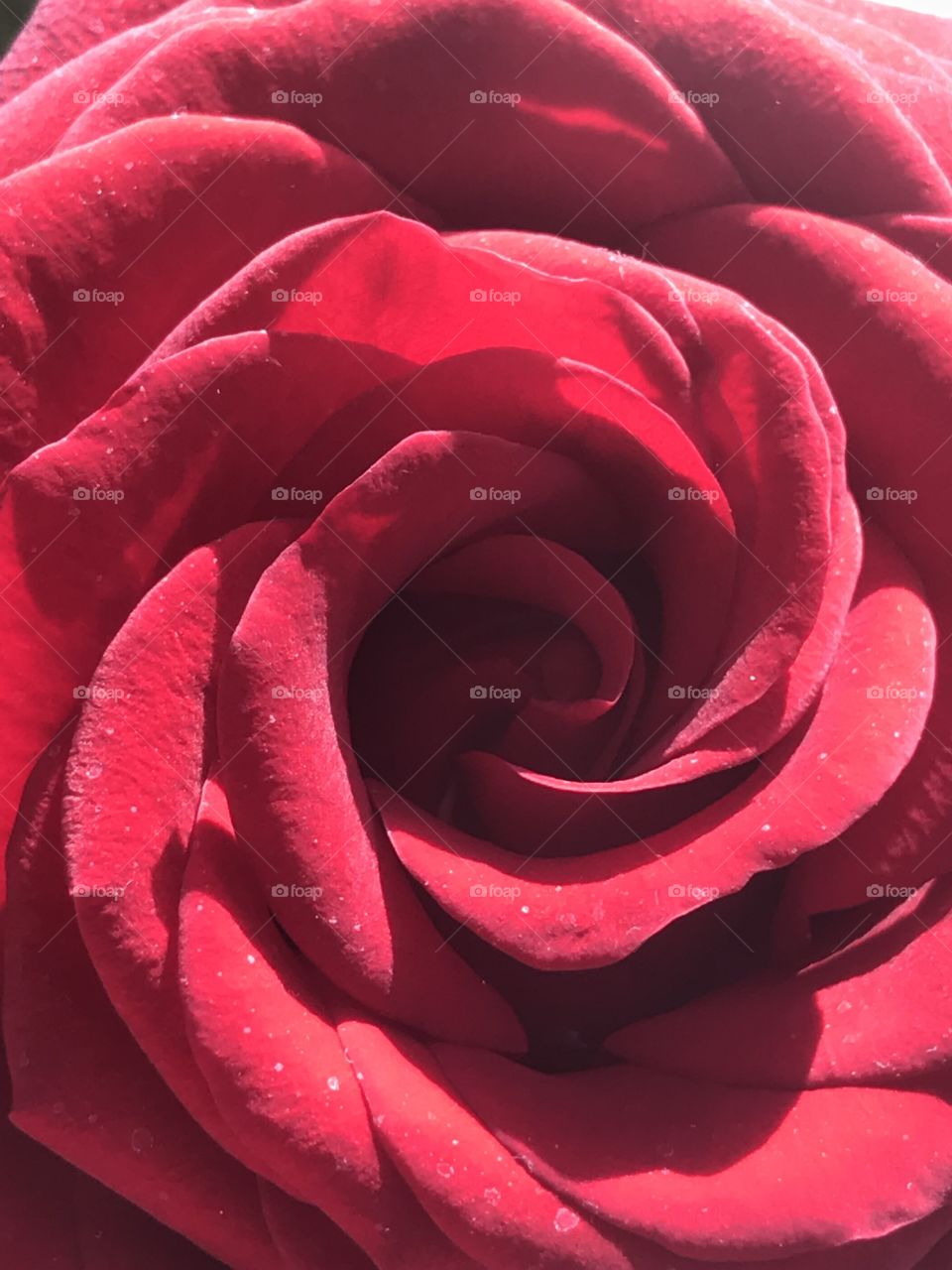 A beautiful rose up-close