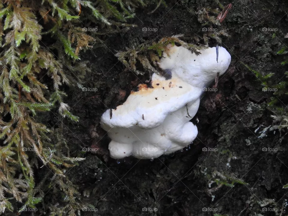 Fungi