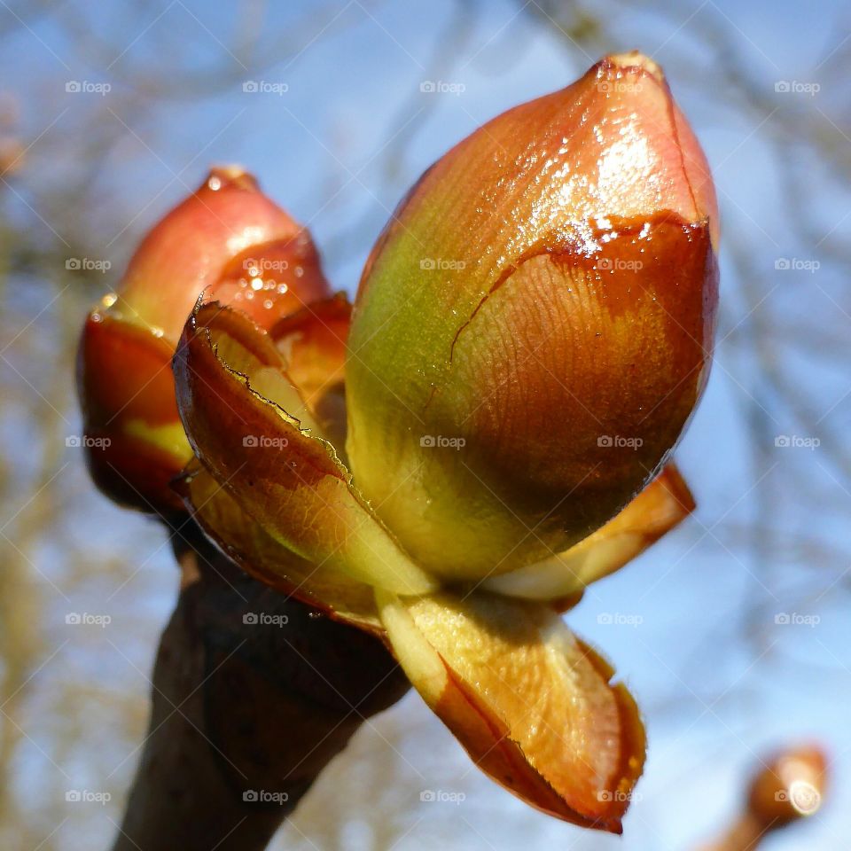 big bud waiting to explode