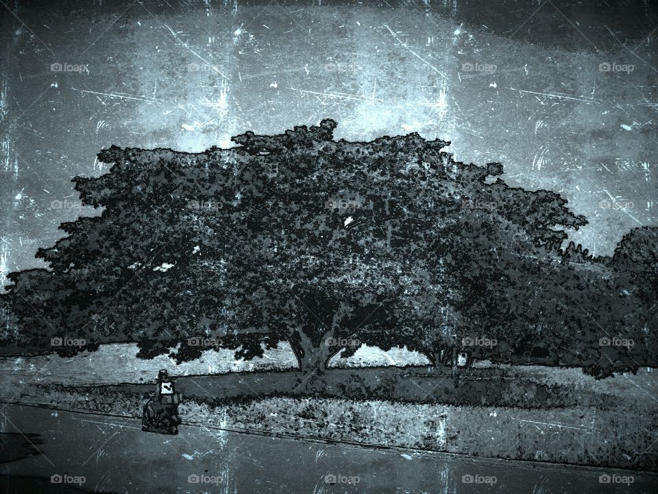 Motorcycle, delivery and tree