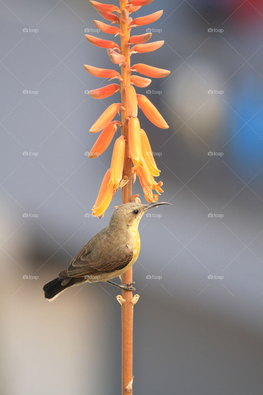 Yellow Sunbird on Aloe Vera Flower plant in New Delhi, India