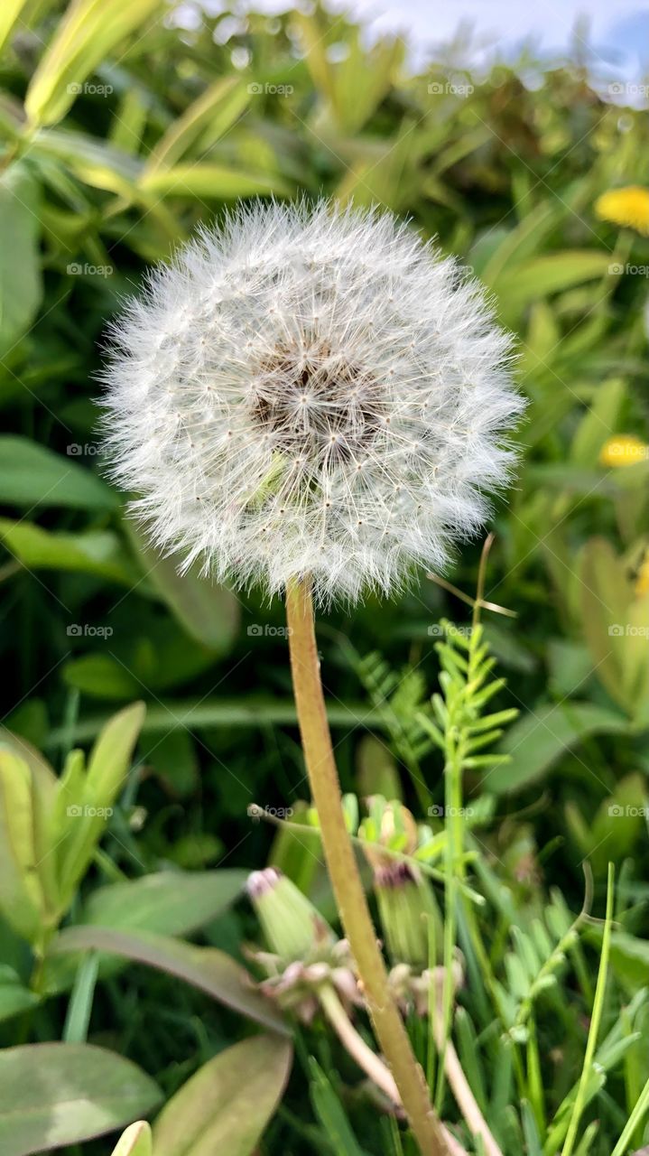A fluffy white dandelion springs up and is ready to release its seed at first summer breeze 