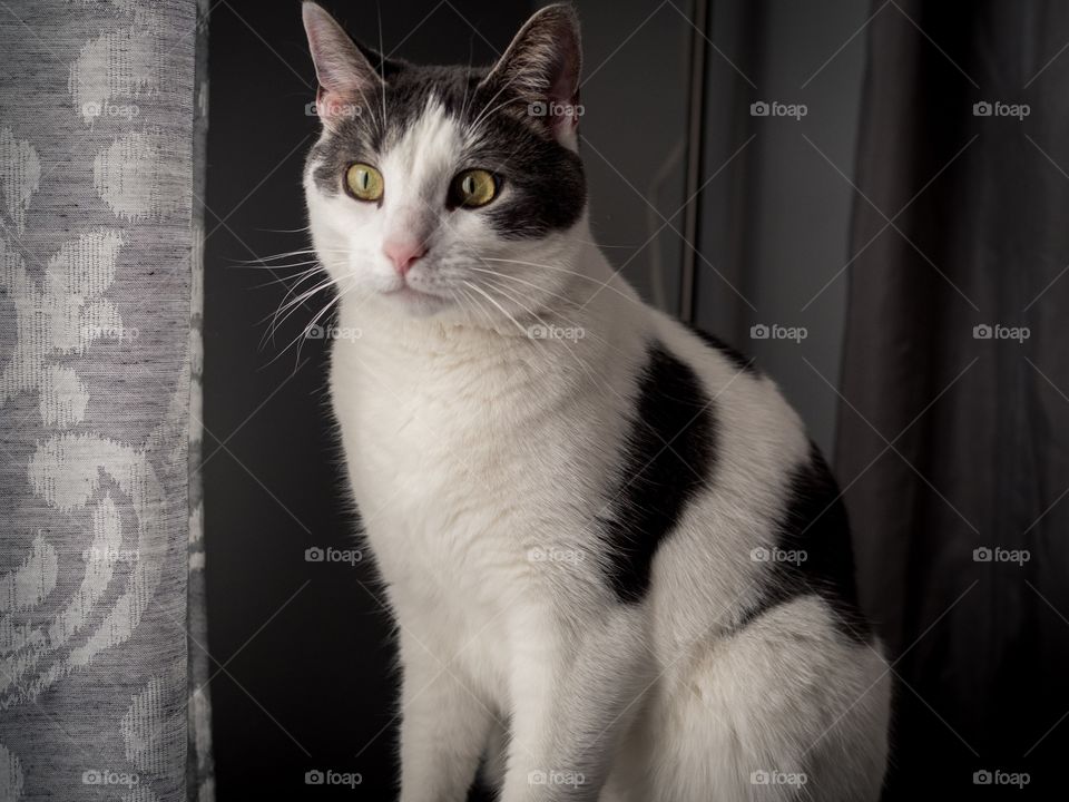 Gray and white cat intrigued by the window